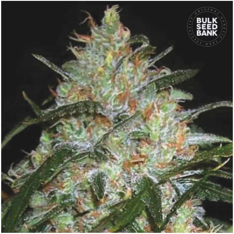 GRAPEFRUIT · Bulk Seed Bank · cannabis samen · Fem