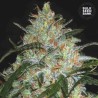 GRAPEFRUIT · Bulk Seed Bank · cannabis samen · Fem