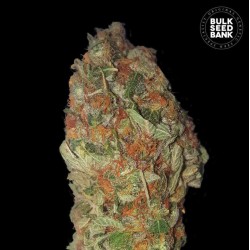 GREEN CANDY · Bulk Seed Bank · sementes de maconha · Fem