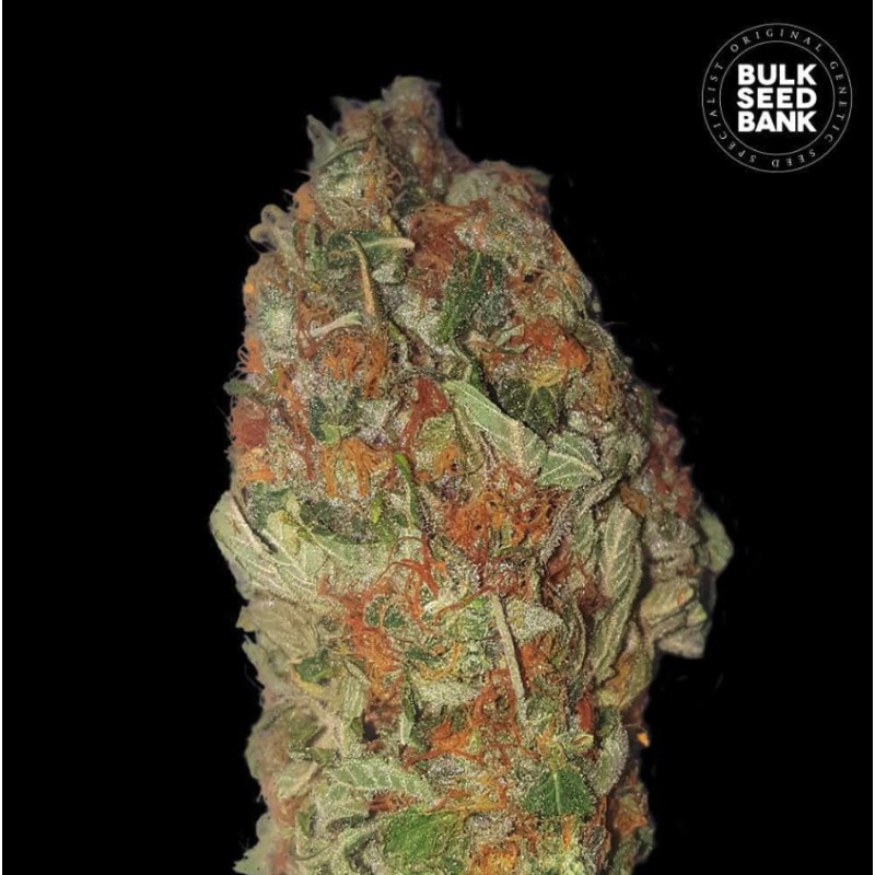 GREEN CANDY · Bulk Seed Bank · sementes de maconha · Fem
