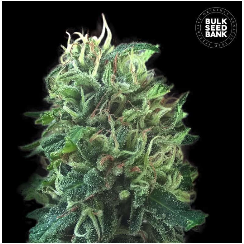GREEN SCOUT COOKIES · Bulk Seed Bank · cannabis samen · Fem