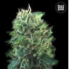 GREEN SCOUT COOKIES · Bulk Seed Bank · kenevir tohum · Fem