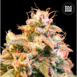 GUERILLA GLUE · Bulk Seed Bank · kenevir tohum · Fem