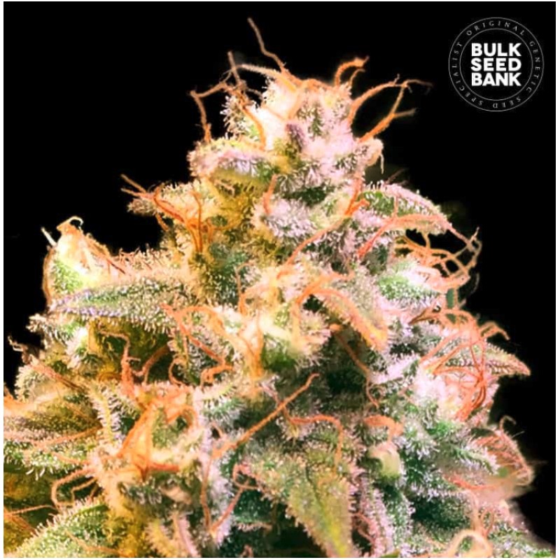 GUERILLA GLUE · Bulk Seed Bank · cannabis samen · Fem