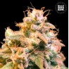 GUERILLA GLUE · Bulk Seed Bank · sementes de maconha · Fem