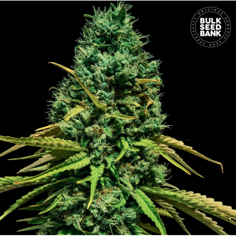 HELL BELLS OG · Bulk Seed Bank · sementes de maconha · Fem