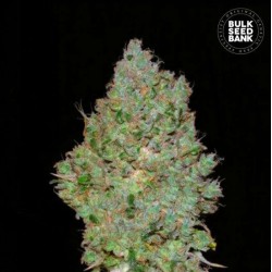 JACK HAIR · Bulk Seed Bank · cannabis seeds · Fem