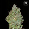 JACK HAIR · Bulk Seed Bank · cannabis samen · Fem