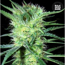 K 2 · Bulk Seed Bank ·...