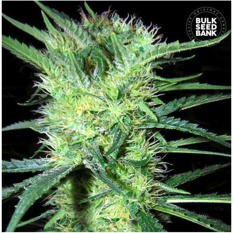 K 2 · Bulk Seed Bank · sementes de maconha · Fem
