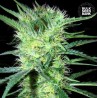 K 2 · Bulk Seed Bank · cannabis samen · Fem