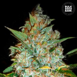 KALI'S MISTERY · Bulk Seed Bank · cannabis samen · Fem