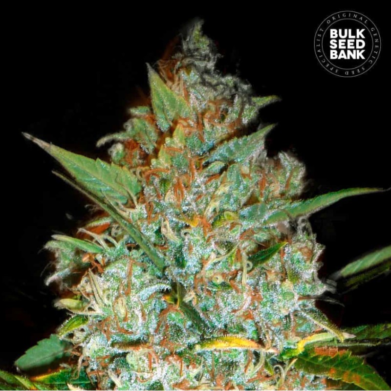 KALI'S MISTERY · Bulk Seed Bank · semi di canapa · Fem