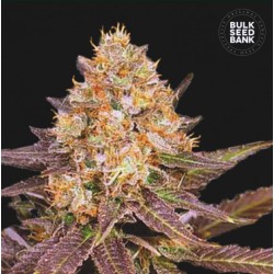 LAVENDER BEST · Bulk Seed Bank · cannabis samen · Fem