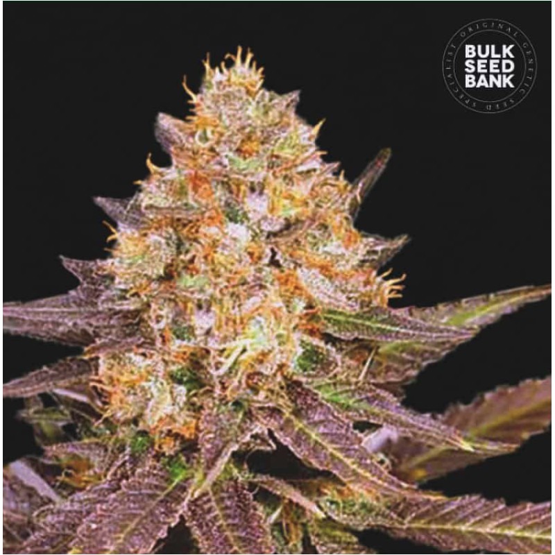 LAVENDER BEST · Bulk Seed Bank · sementes de maconha · Fem