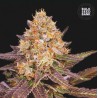 LAVENDER BEST · Bulk Seed Bank · semi di canapa · Fem