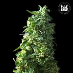 LIME SKUNK · Bulk Seed Bank · sementes de maconha · Fem