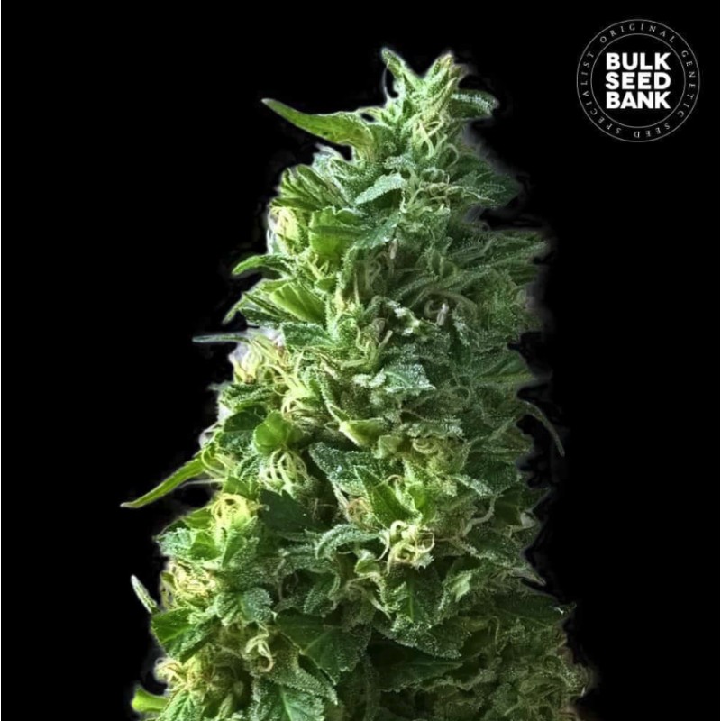 LIME SKUNK · Bulk Seed Bank · semi di canapa · Fem