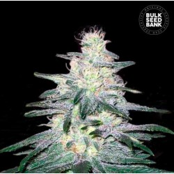 LOCOMOTIVE · Bulk Seed Bank · semi di canapa · Fem