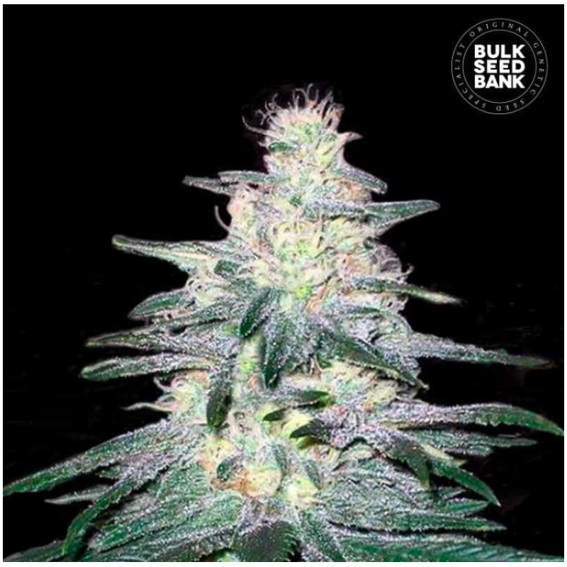 LOCOMOTIVE · Bulk Seed Bank · kenevir tohum · Fem