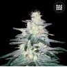 LOCOMOTIVE · Bulk Seed Bank · sementes de maconha · Fem