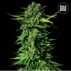 MANDALIME JUICE · Bulk Seed Bank · semi di canapa · Fem