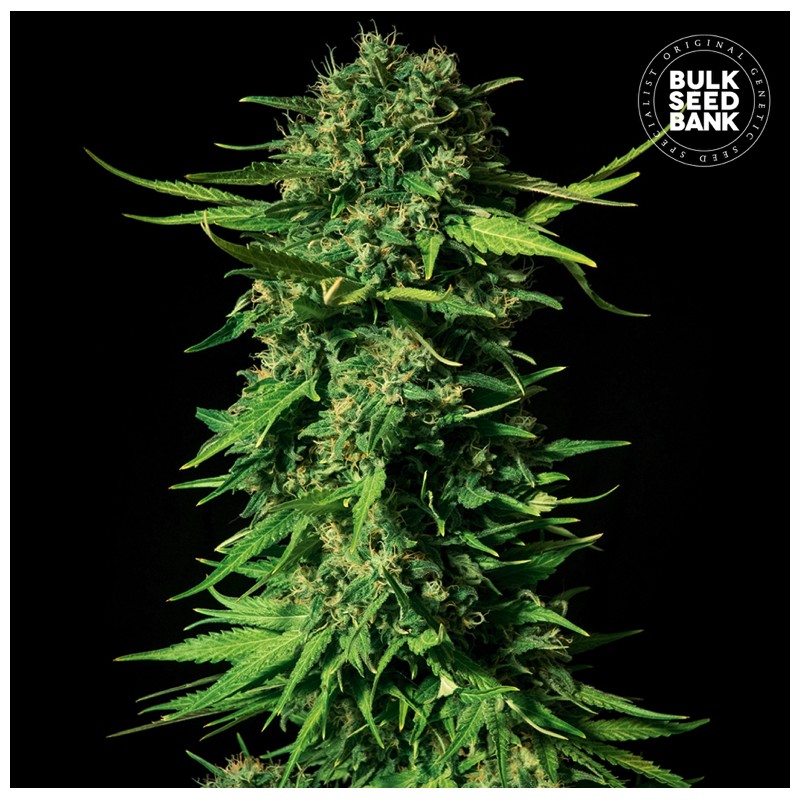 MANDALIME JUICE · Bulk Seed Bank · semi di canapa · Fem