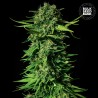 MANDALIME JUICE · Bulk Seed Bank · sementes de maconha · Fem
