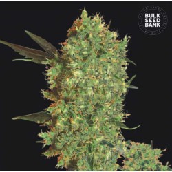 MARLEY'S BUD · Bulk Seed Bank · cannabis seeds · Fem