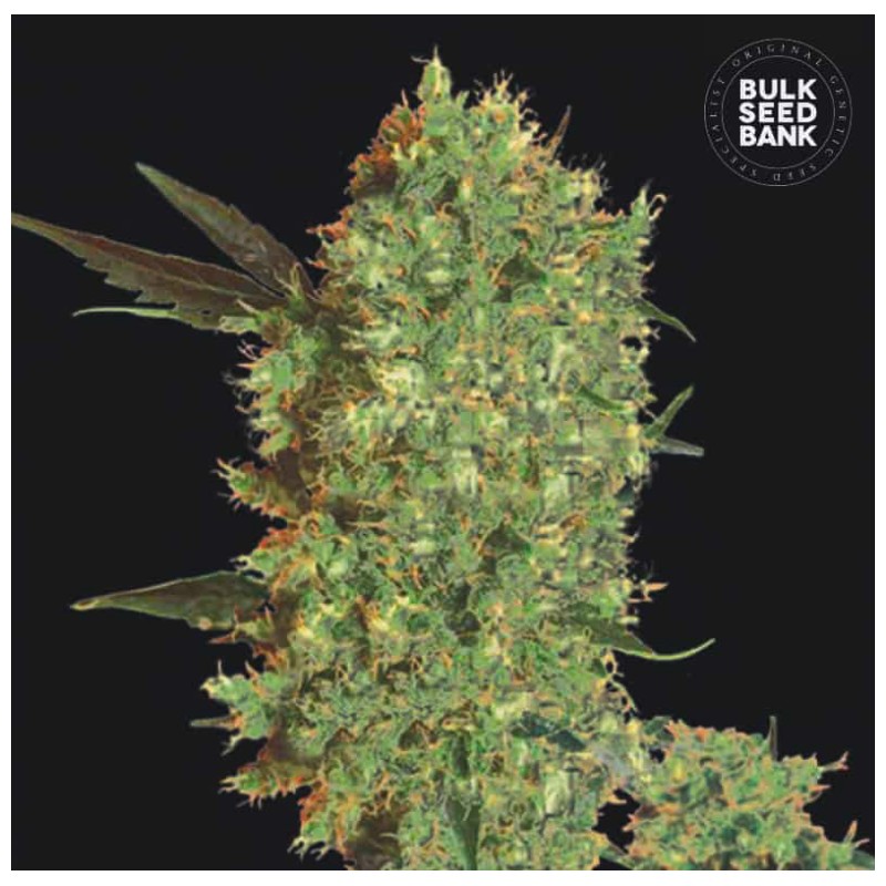 MARLEY'S BUD · Bulk Seed Bank · semi di canapa · Fem