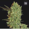 MARLEY'S BUD · Bulk Seed Bank · sementes de maconha · Fem