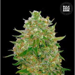 MASTER KUSH GRAND · Bulk Seed Bank · cannabis seeds · Fem