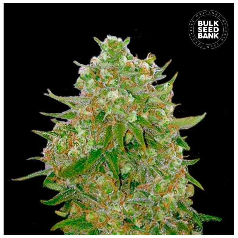MASTER KUSH GRAND · Bulk Seed Bank · sementes de maconha · Fem