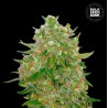 MASTER KUSH GRAND · Bulk Seed Bank · sementes de maconha · Fem
