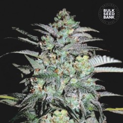 MAZAR EXTRA · Bulk Seed Bank · cannabis seeds · Fem