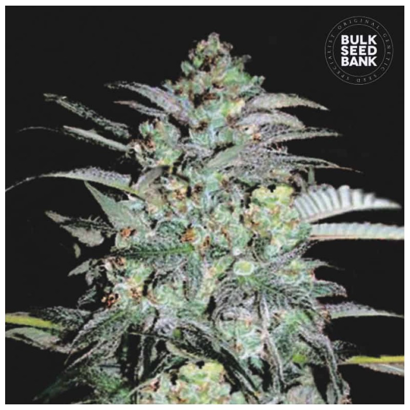 MAZAR EXTRA · Bulk Seed Bank · sementes de maconha · Fem