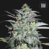 MAZAR EXTRA · Bulk Seed Bank · semi di canapa · Fem