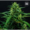 MIMOSA FAMOSA · Bulk Seed Bank · cannabis samen · Fem