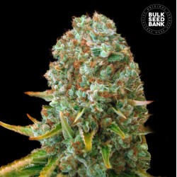 MOBY BIG · Bulk Seed Bank · sementes de maconha · Fem