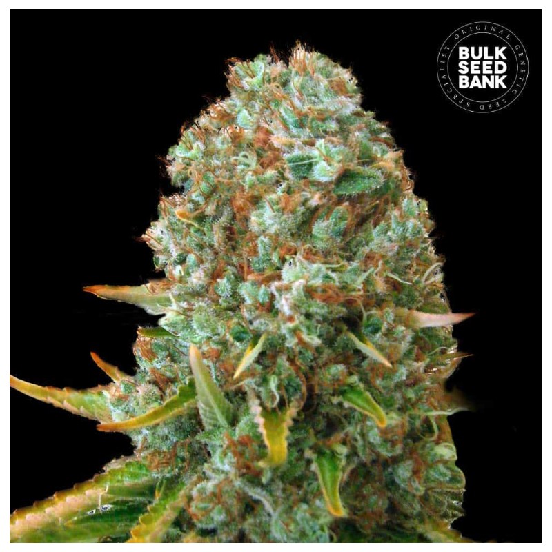 MOBY BIG · Bulk Seed Bank · semi di canapa · Fem
