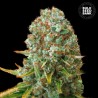 MOBY BIG · Bulk Seed Bank · semi di canapa · Fem
