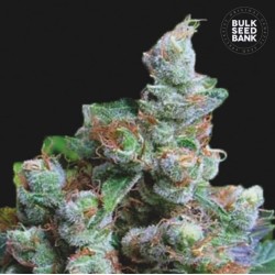 NBA DIESEL · Bulk Seed Bank · kenevir tohum · Fem