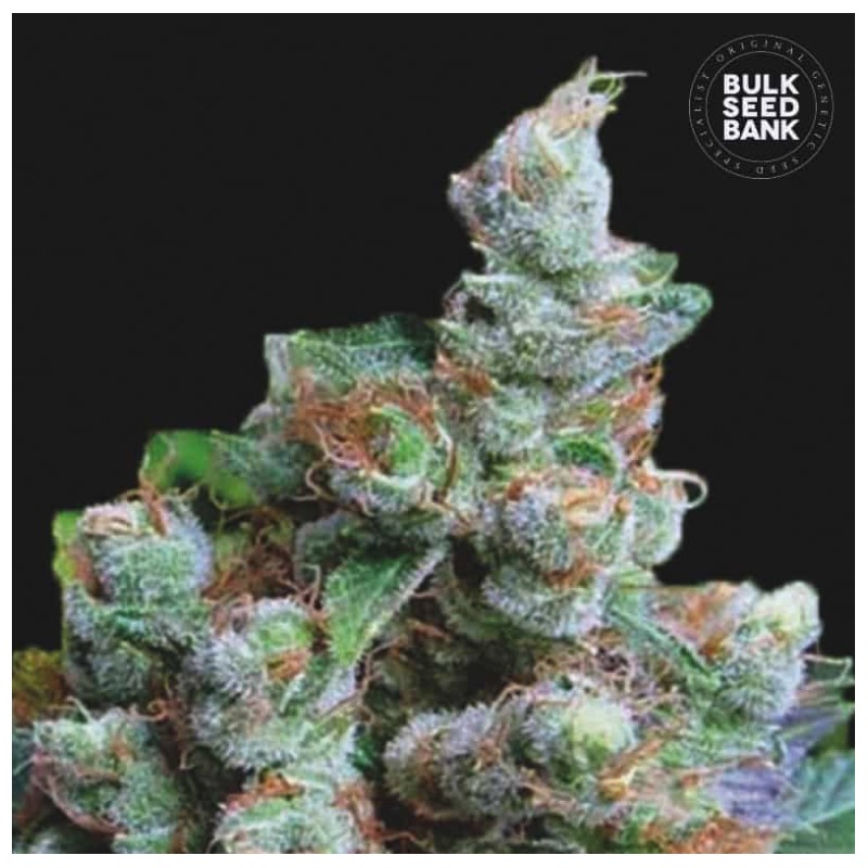 NBA DIESEL · Bulk Seed Bank · cannabis samen · Fem