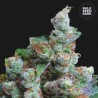 NBA DIESEL · Bulk Seed Bank · cannabis seeds · Fem