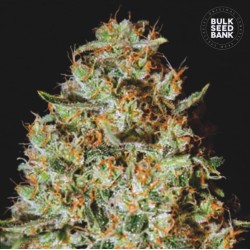 NEPAL GOLD · Bulk Seed Bank · semi di canapa · Fem
