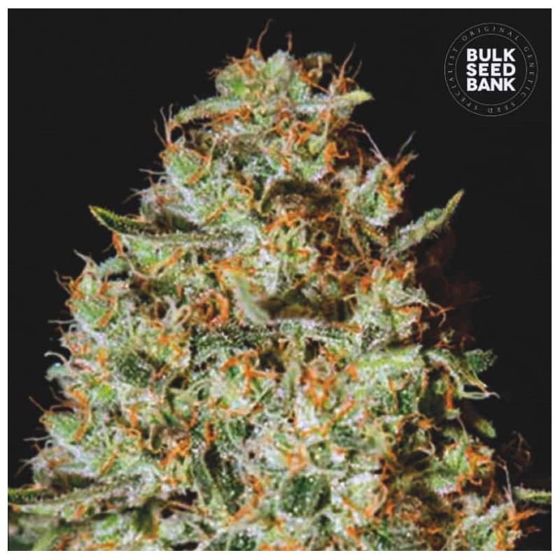 NEPAL GOLD · Bulk Seed Bank · kenevir tohum · Fem