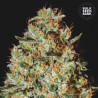 NEPAL GOLD · Bulk Seed Bank · cannabis samen · Fem