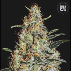 NEW'S HAZE · Bulk Seed Bank · sementes de maconha · Fem