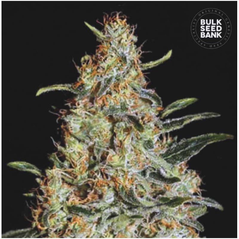 NEW'S HAZE · Bulk Seed Bank · kenevir tohum · Fem
