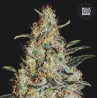 NEW'S HAZE · Bulk Seed Bank · kenevir tohum · Fem